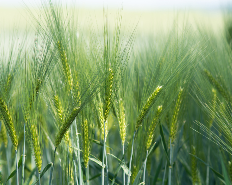 Balcão do Aloisio: Safra 2022 de cevada no Brasil e o melhoramento genético