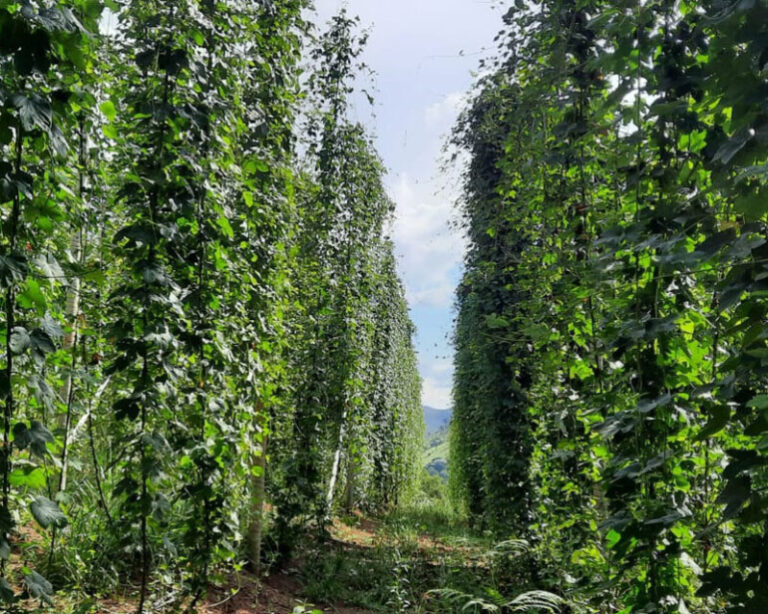 Bioinsumo pode aumentar produção de lúpulo no Brasil, avalia estudo