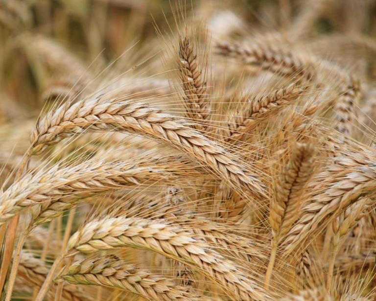 Balcão do Aloisio: O que esperar das novas cultivares de cevada