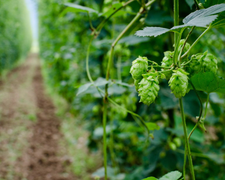 Grupo Petrópolis expande produção de lúpulo com plantio em Uberaba