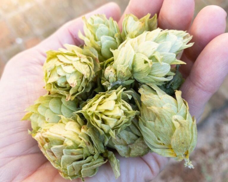 IraHops é eleita melhor fazenda na Copa Brasileira de Lúpulos; veja resultado