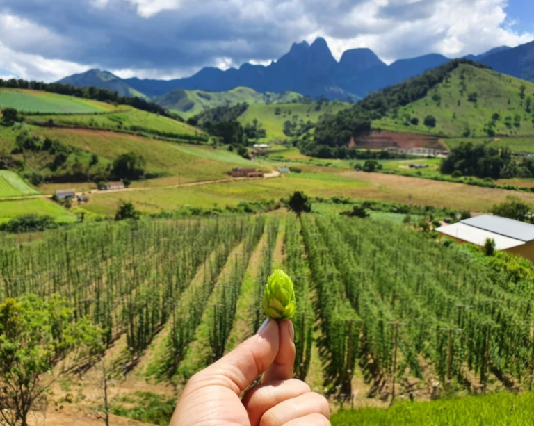 Ninkasi se torna primeiro viveiro certificador de mudas de lúpulo no Brasil