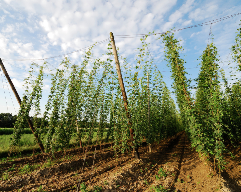 Brasil caminha para ser maior produtor de lúpulo na América do Sul