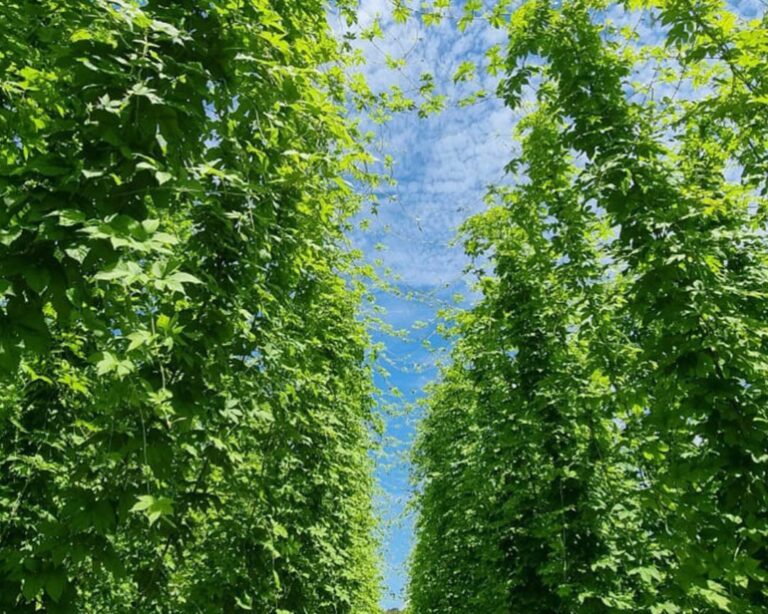 Lúpulo entra em linha do BNDES para financiamento de até R$ 2,64 milhões