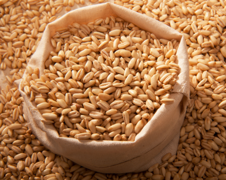 Balcão do Aloisio: Limites e potenciais para a cevada no Sudeste e Centro-Oeste