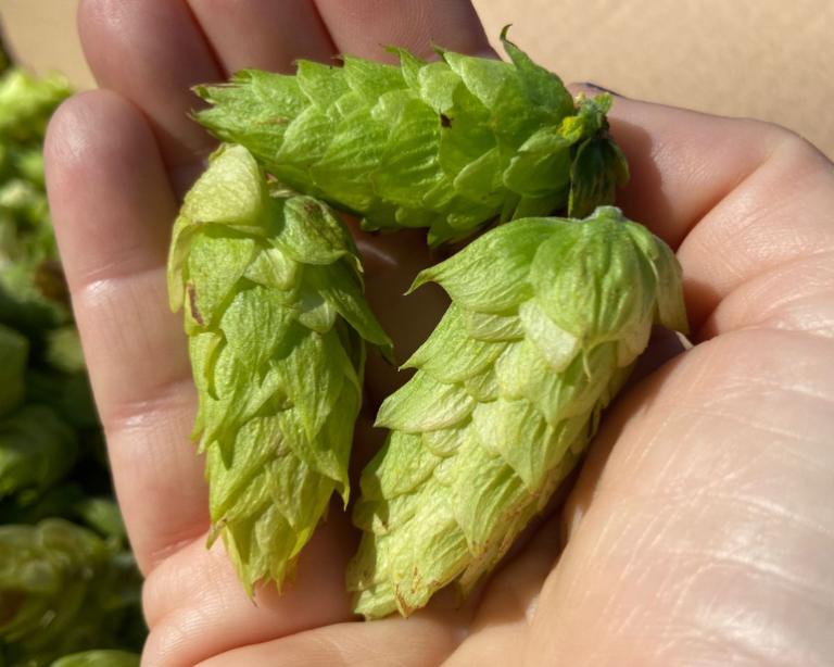 Marcas do RJ e fundador da Colorado se unem em cerveja com lúpulo nacional