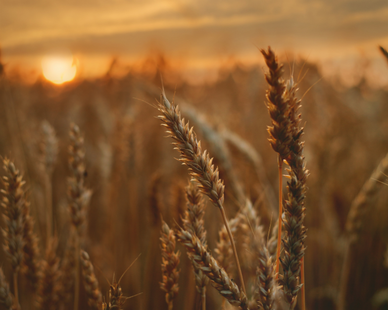 Balcão do Aloisio: O aumento da produção de cevada no Brasil