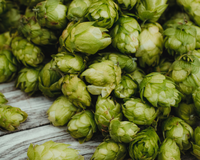 Pesquisas da USP mostram viabilidade do cultivo de lúpulo de qualidade no país