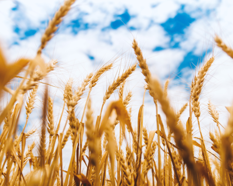 Balcão do Aloisio: A multiplicidade de usos da cevada