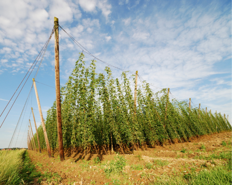 Produção de lúpulo pelo Brasil salta 203% e atinge 88 toneladas; veja números