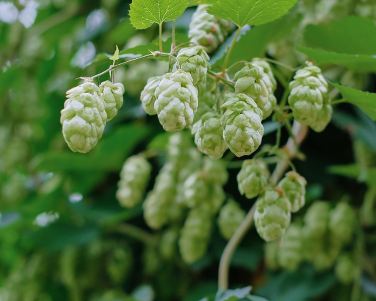 Balcão da Fabiana: Um momento para a memória – o dia em que colhi lúpulos