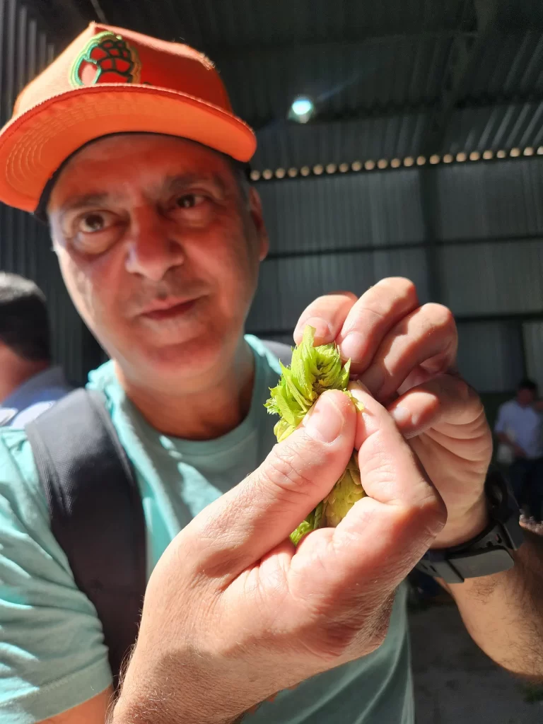 Presidente da Abracerva, Gilberto Tarantino, mostra o interior de uma flor de lúpulo na 3ª Festa da Colheita de Lúpulo