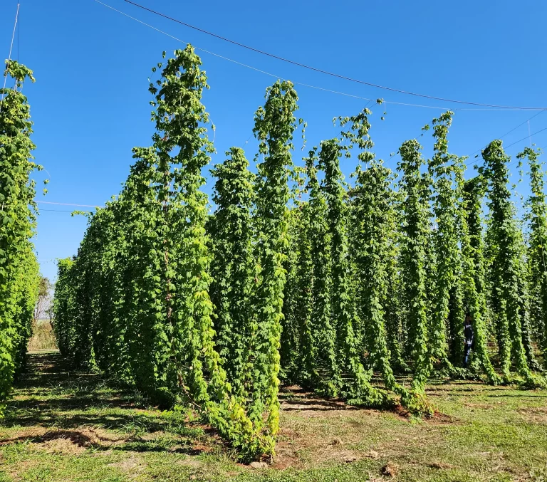 3ª Festa da Colheita de Lúpulo: entre cones e conversas 