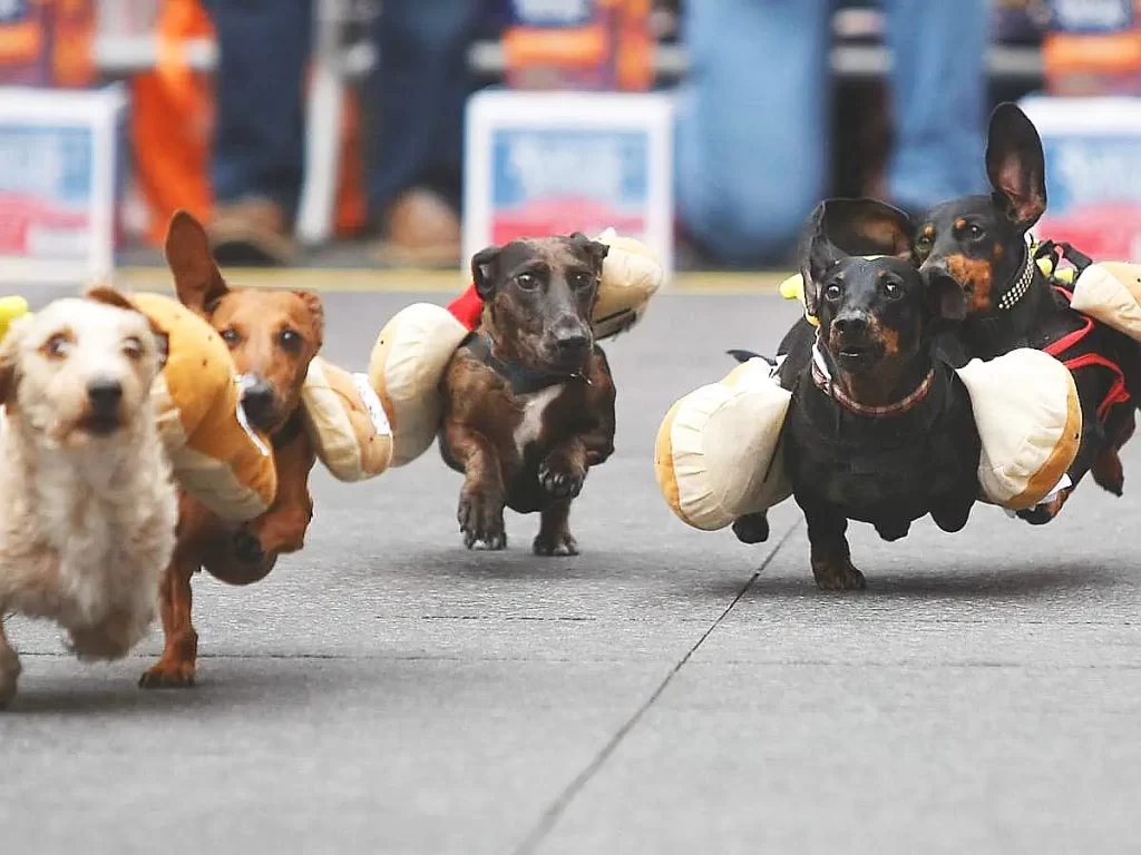 Considerada a maior dos Estados Unidos, a Oktoberfest de Cincinatti, em Ohio, é famosa por sua “Corrida Anual dos Wieners”, onde cães da raça Dachshund competem (Crédito: Cincinnati Regional Chamber)