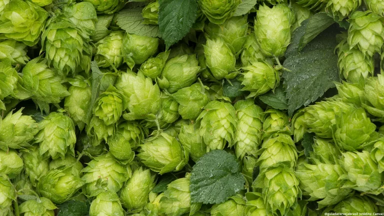 Lúpulo brasileiro: 7 curiosidades sobre a matéria-prima nacional