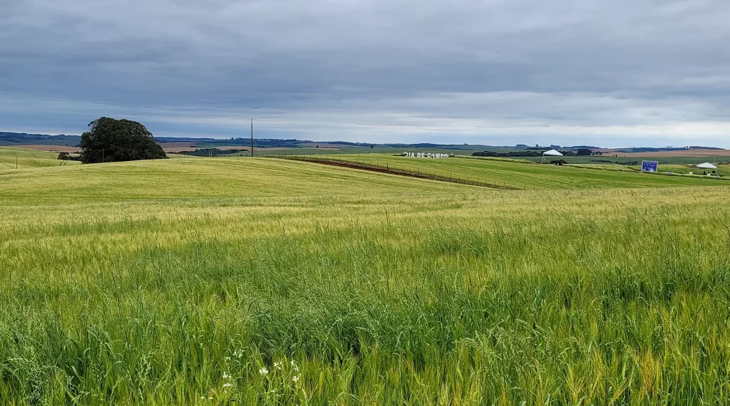 Programa de plantio de cevada da Ambev traz orientações sobre cultivo sustentável da cevada (Crédito: Luís Celso Jr. / Guia da Cerveja)