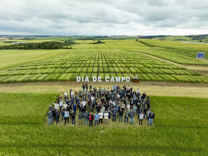 O desenvolvimento de uma nova cultivar de cevada para cerveja é um processo longo e custoso (Crédito: Divulgação / Ambev)