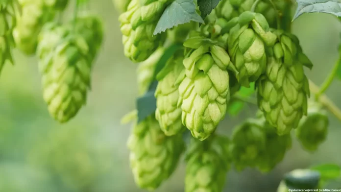 Projeto que incentiva produção de lúpulo no Brasil passa em comissão da Câmara dos Deputados (Crédito: Canva.com)