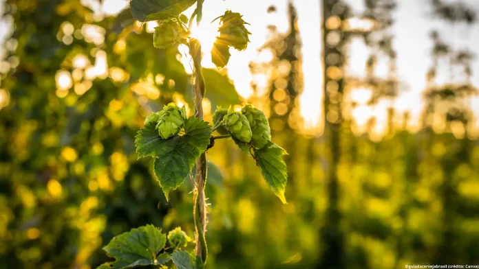 Setor do lúpulo brasileiro viu avanços significativos em 2025 (Crédito: Canva.com)