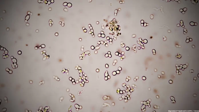Biotecnologia ajuda as pequenas cervejarias a participarem do mercado de cervejas funcionais (Crédito: Canva.com)