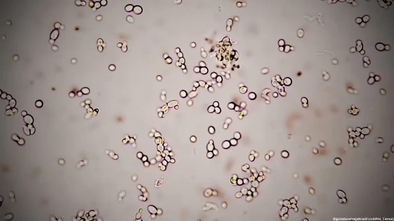 Biotecnologia cresce e impulsiona entrada de pequenas cervejarias no mercado de bebidas funcionais