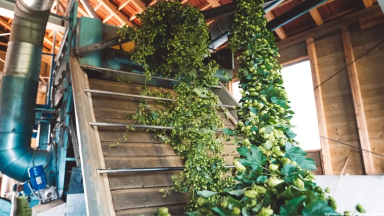 Setor de lúpulo no Brasil quer avançar em escala e industrialização em 2026