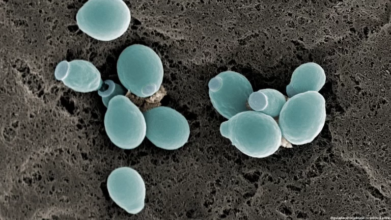 Além do rótulo: como leveduras e enzimas levam sabor às cervejas sem glúten e de baixa caloria