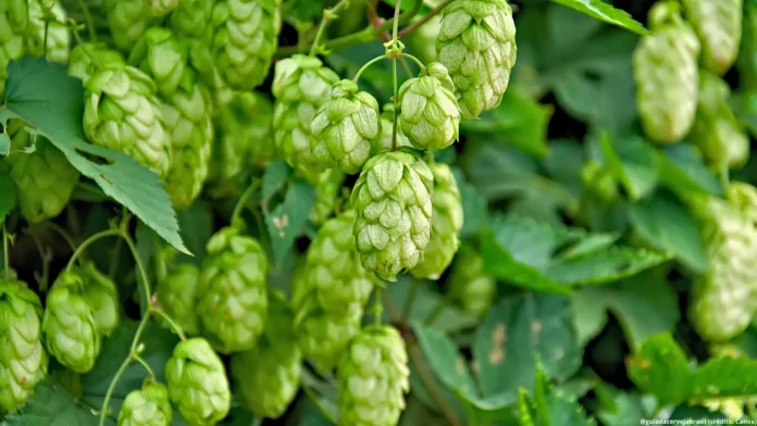 Produção nacional de lúpulo para cerveja é inferior a 3% da necessidade do país (Crédito: Canva.com)