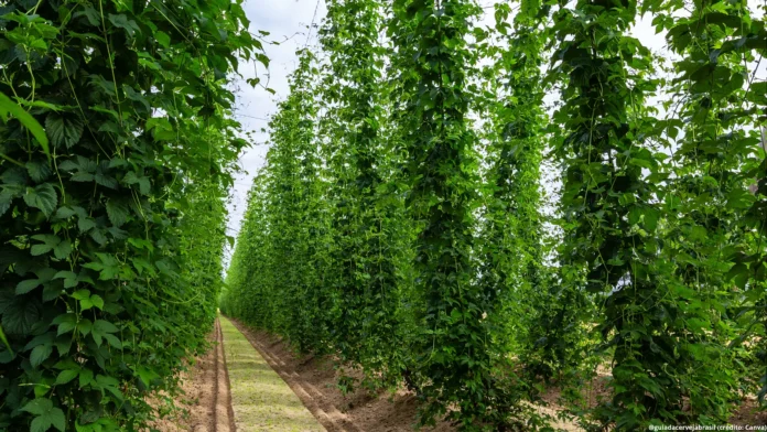 Mapa do Lúpulo Brasileiro 2024 aponta uma maior produção de lúpulos de aroma do que de amargor (Crédito: Canva.com)