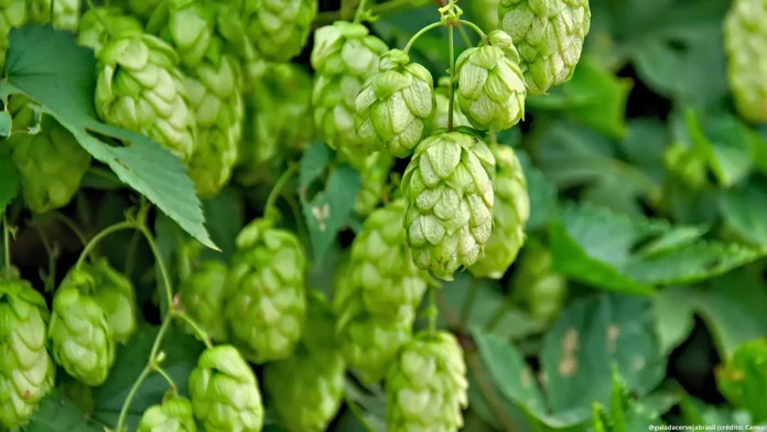 Caso do extrato de lúpulo deixa claro a necessidade de conhecer os tributos da sua cerveja (Crédito: divulgação)