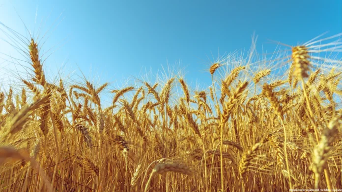 Campos de cevada no Paraná: o estado é o coração da produção nacional, concentrando a maior parte das 150 mil hectares cultivados no país para a fabricação de malte (Crédito: Canva.com)