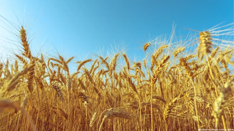 Artigo: o impacto da atividade cervejeira na agricultura brasileira