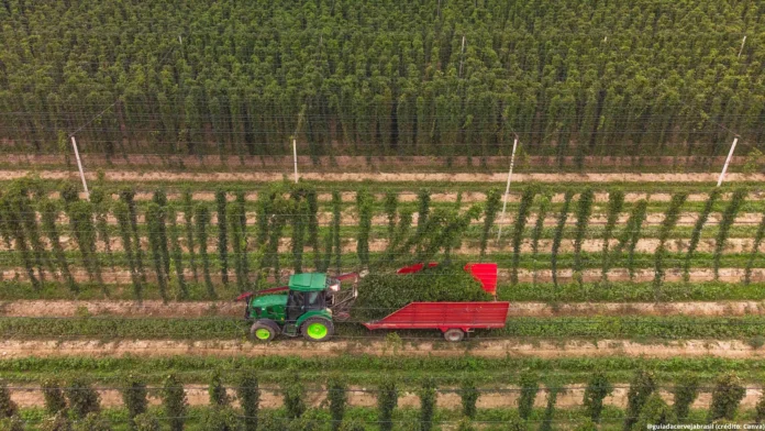 Segundo os pesquisadores, produzir lúpulo no Brasil é uma das maiores oportunidades ainda não exploradas do agronegócio nacional (Crédito: Canva.com)