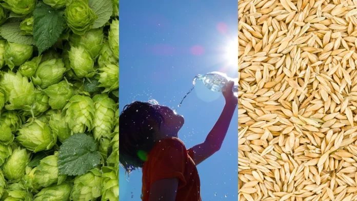 Queda na produção de lúpulo, alteração na cevada e perda de consumo são alguns dos desafios impostos pelas mudanças climáticas no setor da cerveja (Crédito: Canva.com)
