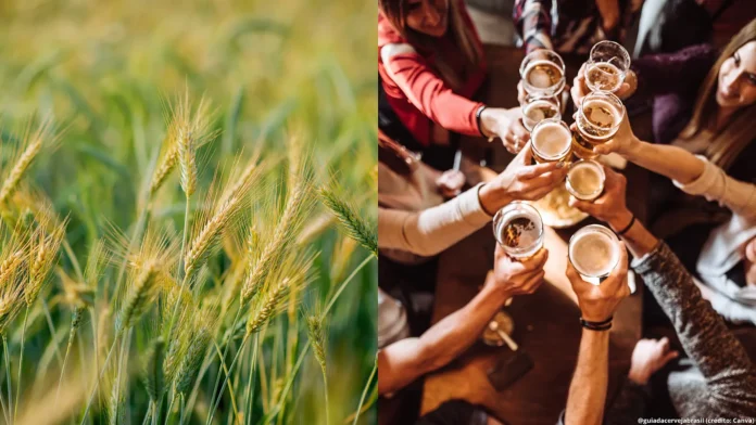 Setor cervejeiro deve ficar em alerta com efeitos do Super El Niño: impactos podem ir do campo ao consumo (Crédito: Canva.com)